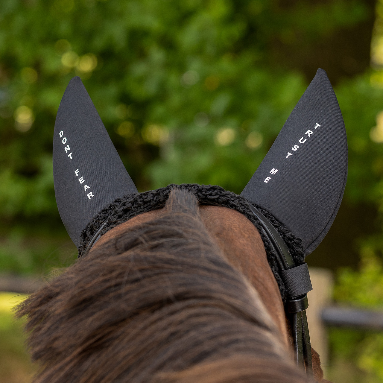 Fly ears 'Don't fear, trust me'