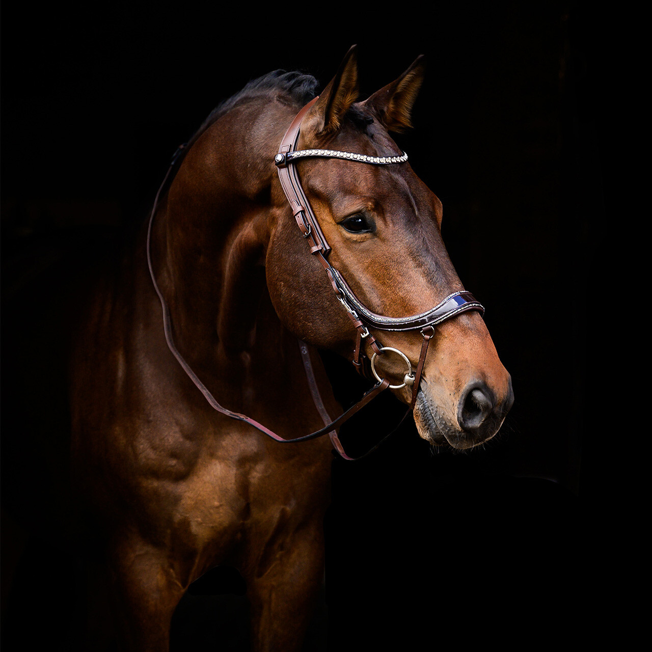 Bridle FaySport Glitter