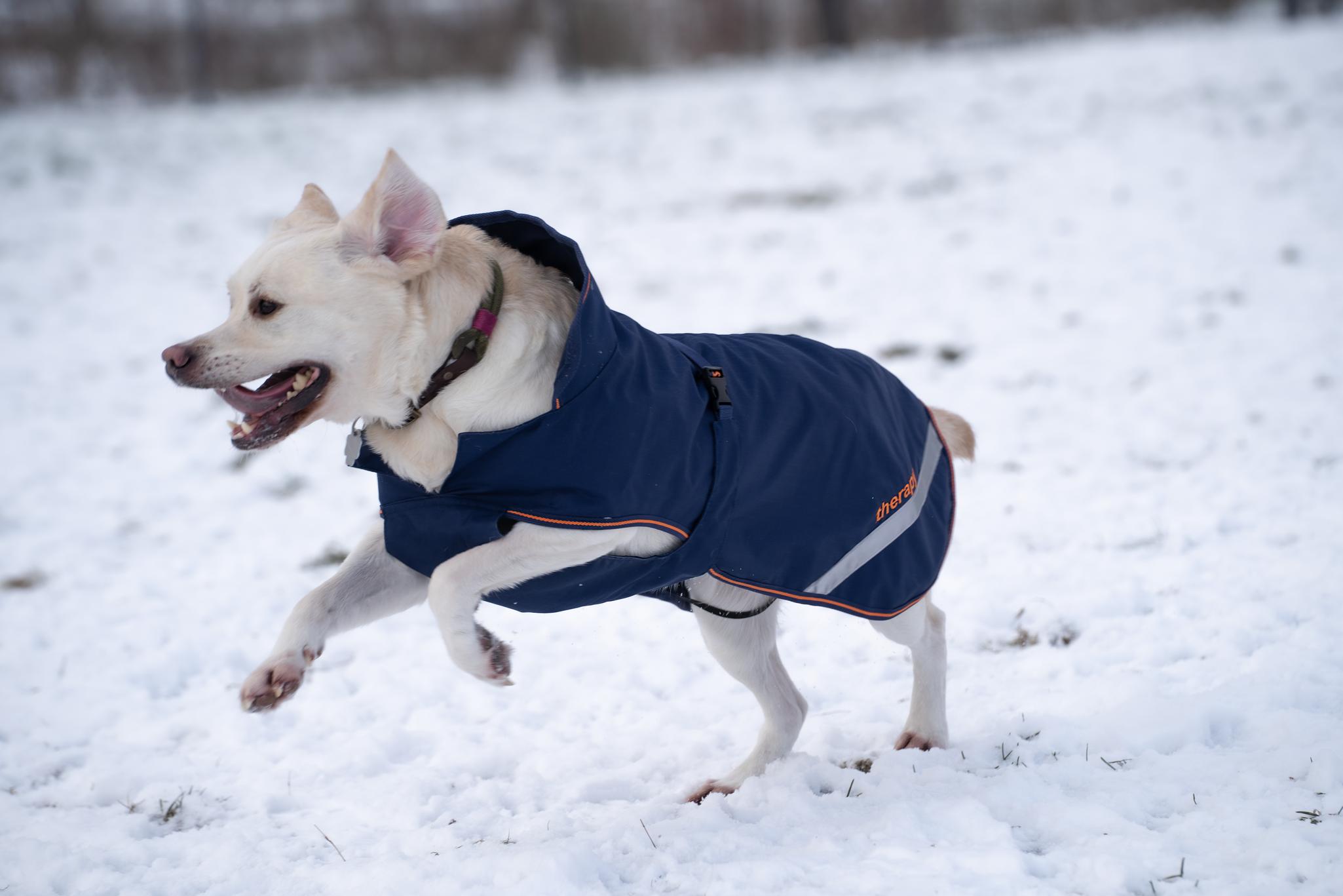 Hundedecke Therapy in Navy/Orange