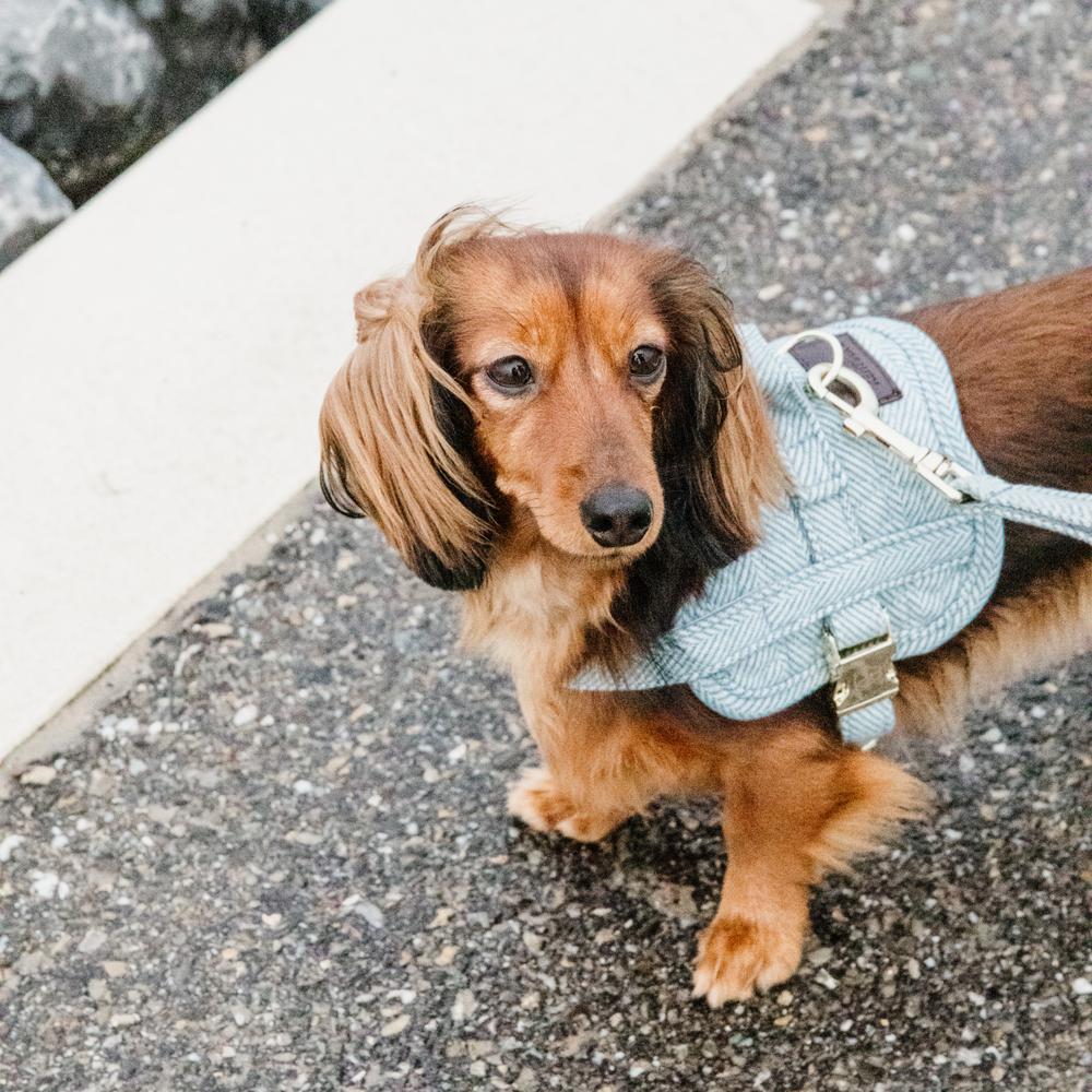 Hundegeschirr Body Safe Wool | Kentucky Dogwear