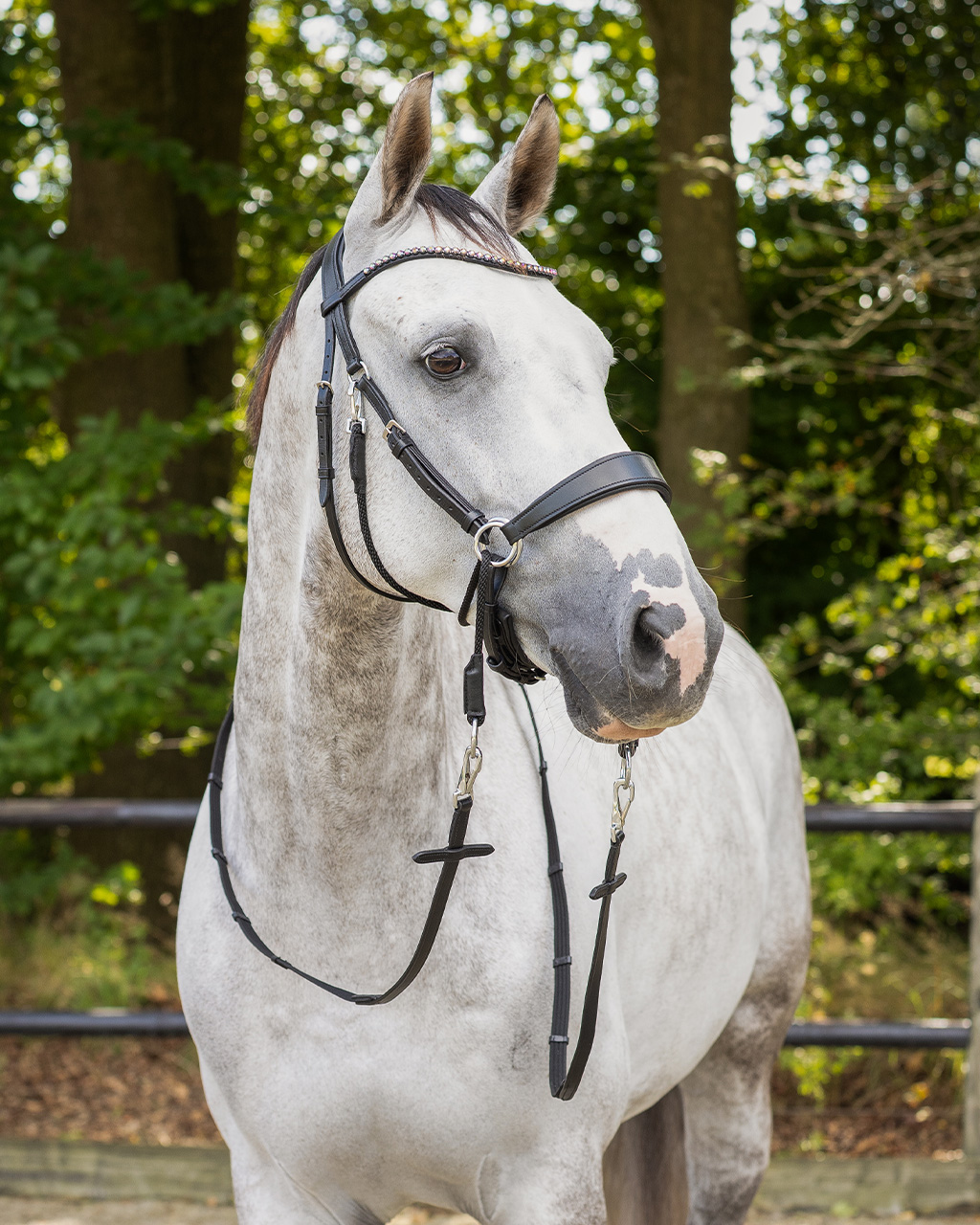 Snaffle bitless Sunna