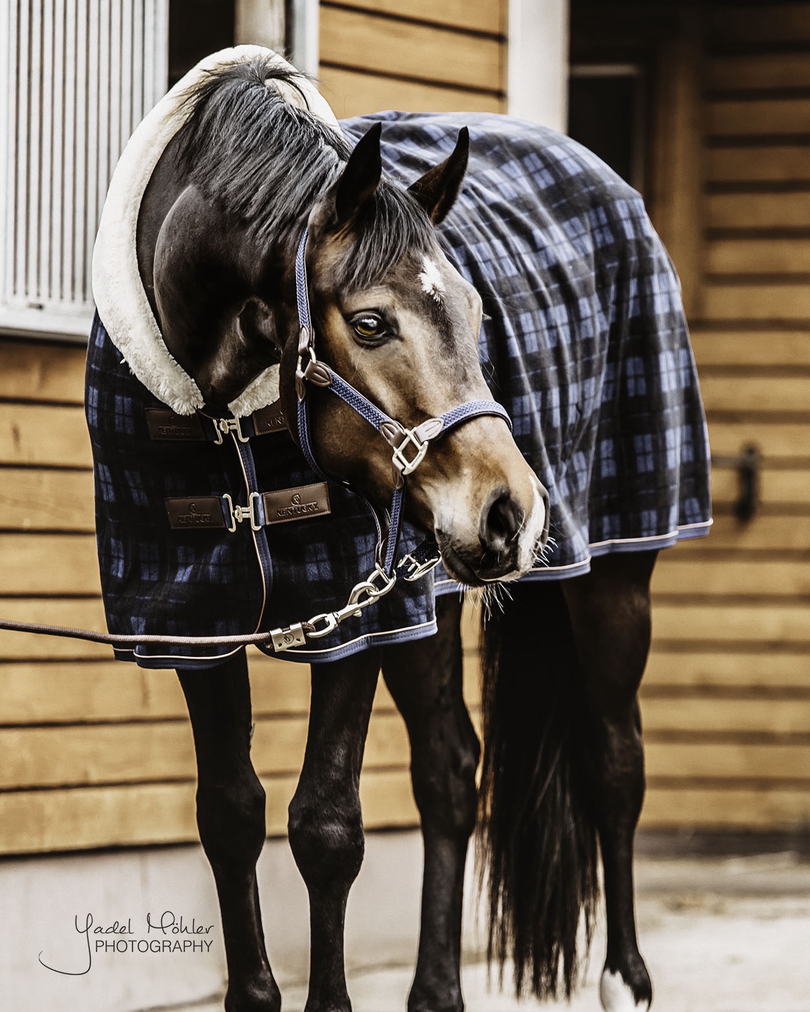 Fleece Show Heavy sweat rug