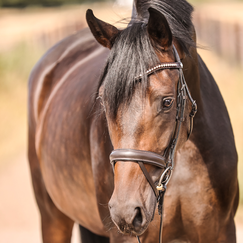 Trense "Diana" eng.-komb. Trense "Diana" eng.-komb.