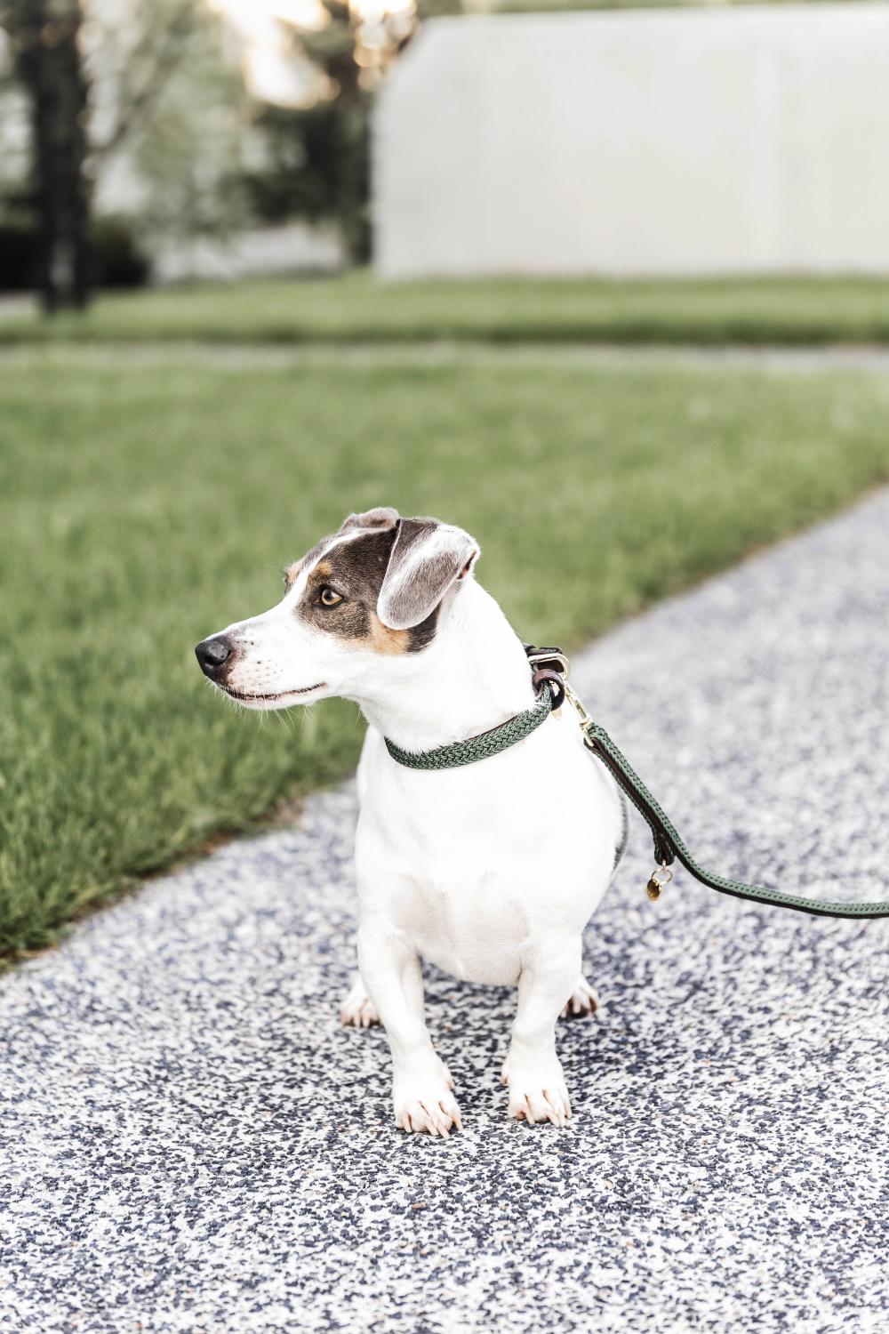 Dog lead Plaited Nylon 200 cm