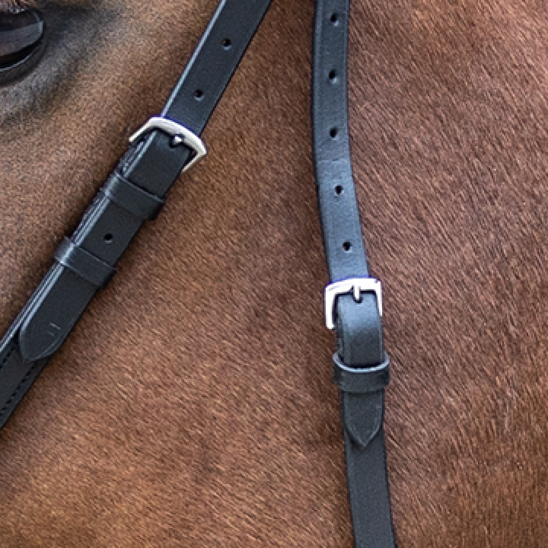 Bridle Bitless