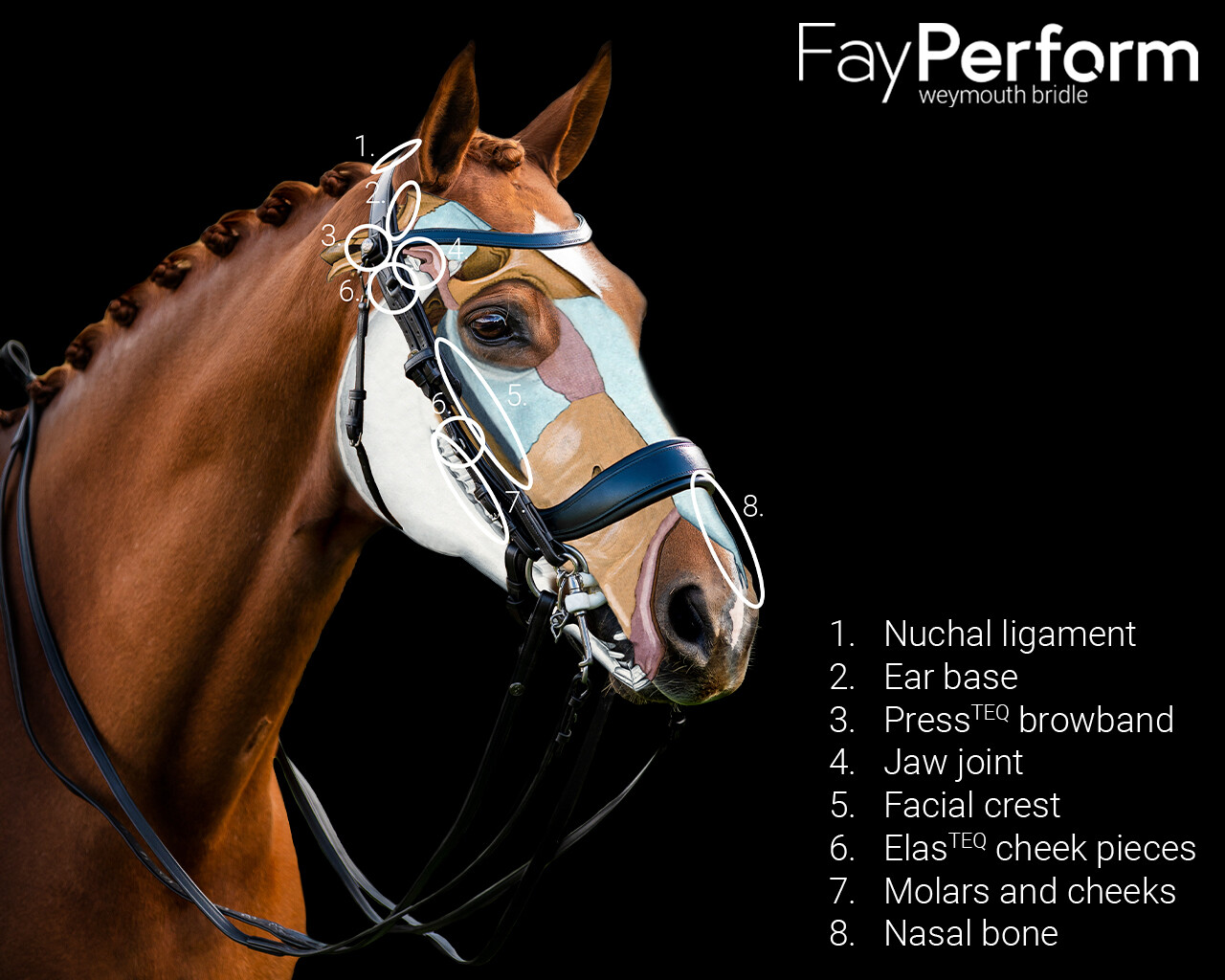 Double bridle FayPerform