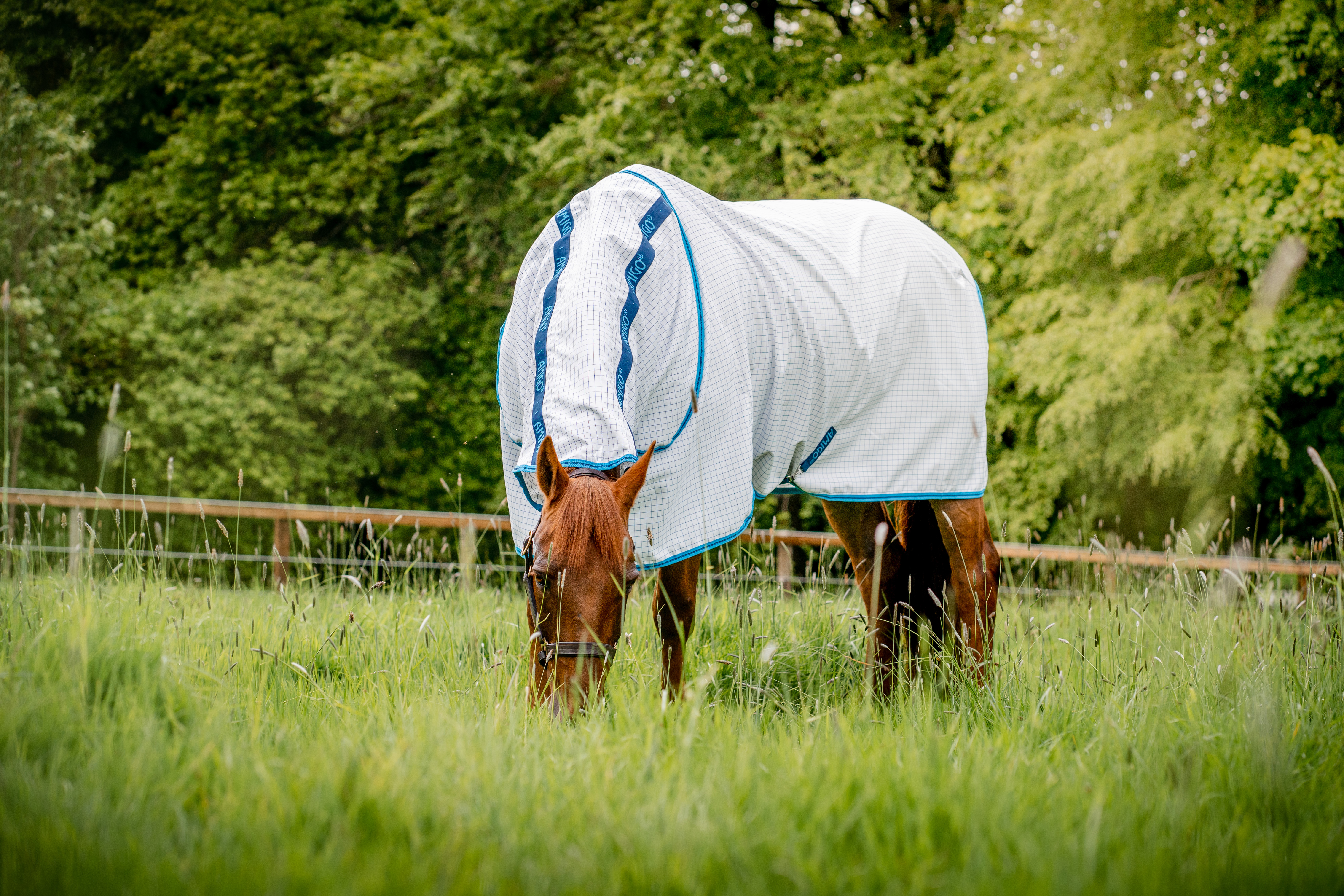 Fliegendecke Amigo Aussie Allrounder DF in NavyCheck/ElectricBlue&Nav