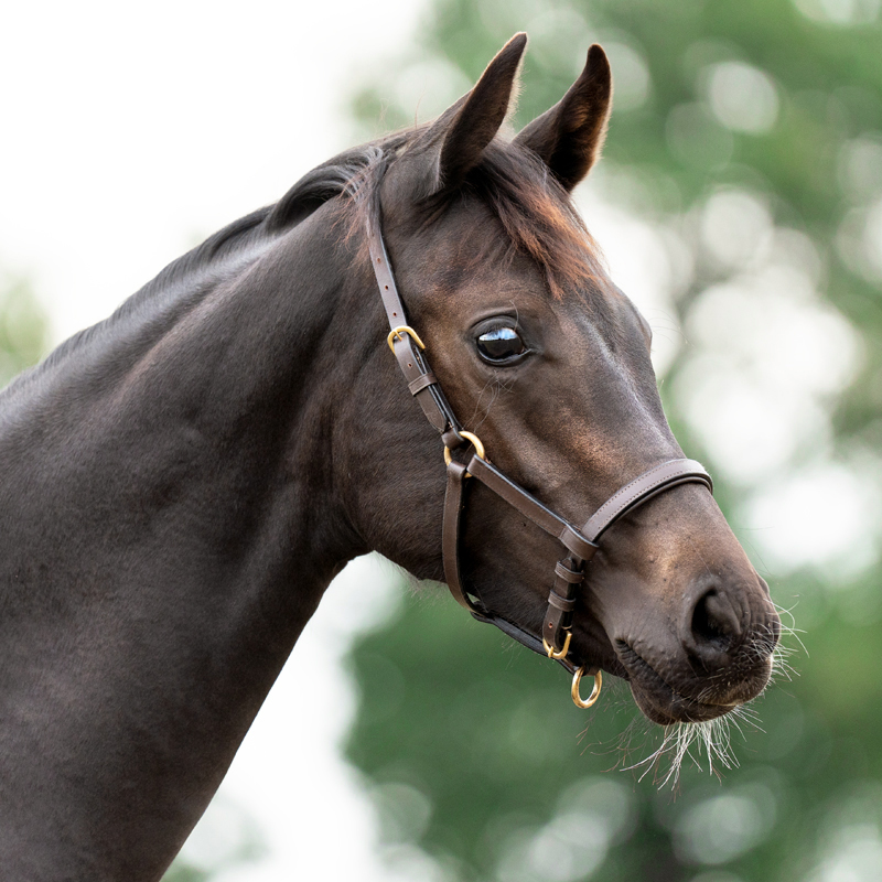Leather foal/yearling halter Leather foal/yearling halter