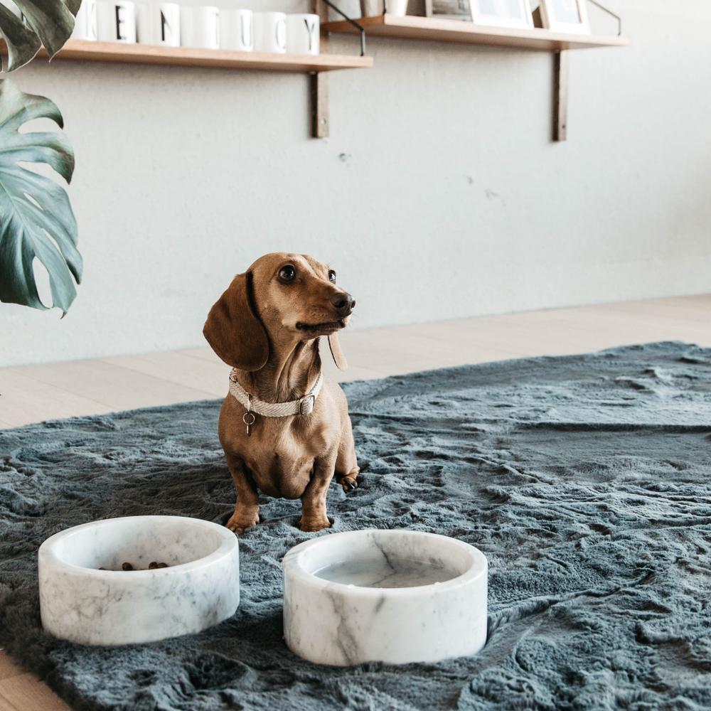 Hunde Halsband Wolle | Kentucky Dogwear