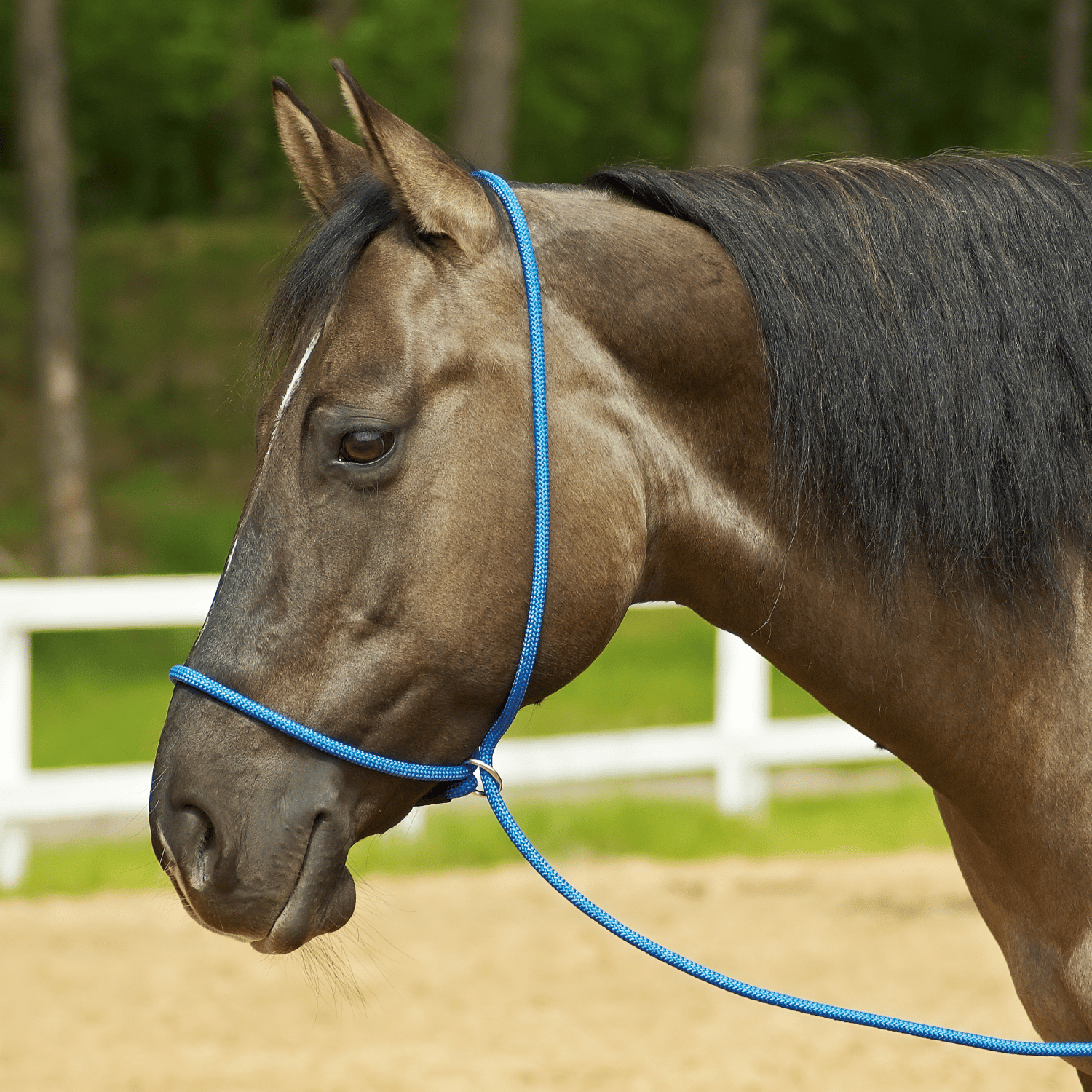 Halfter Funktion 3-in-1