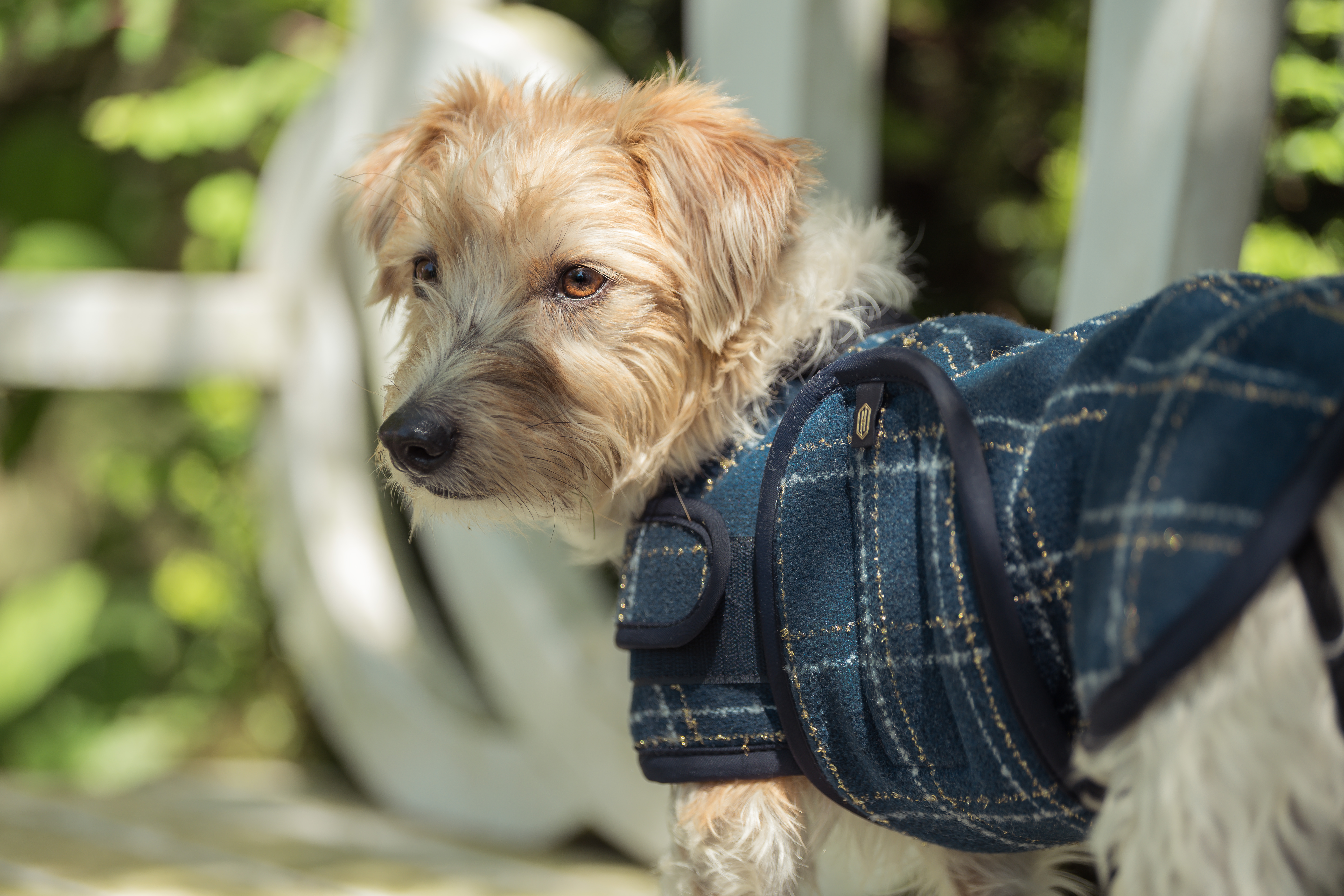 Hundemantel Heritage Bouclé in navy