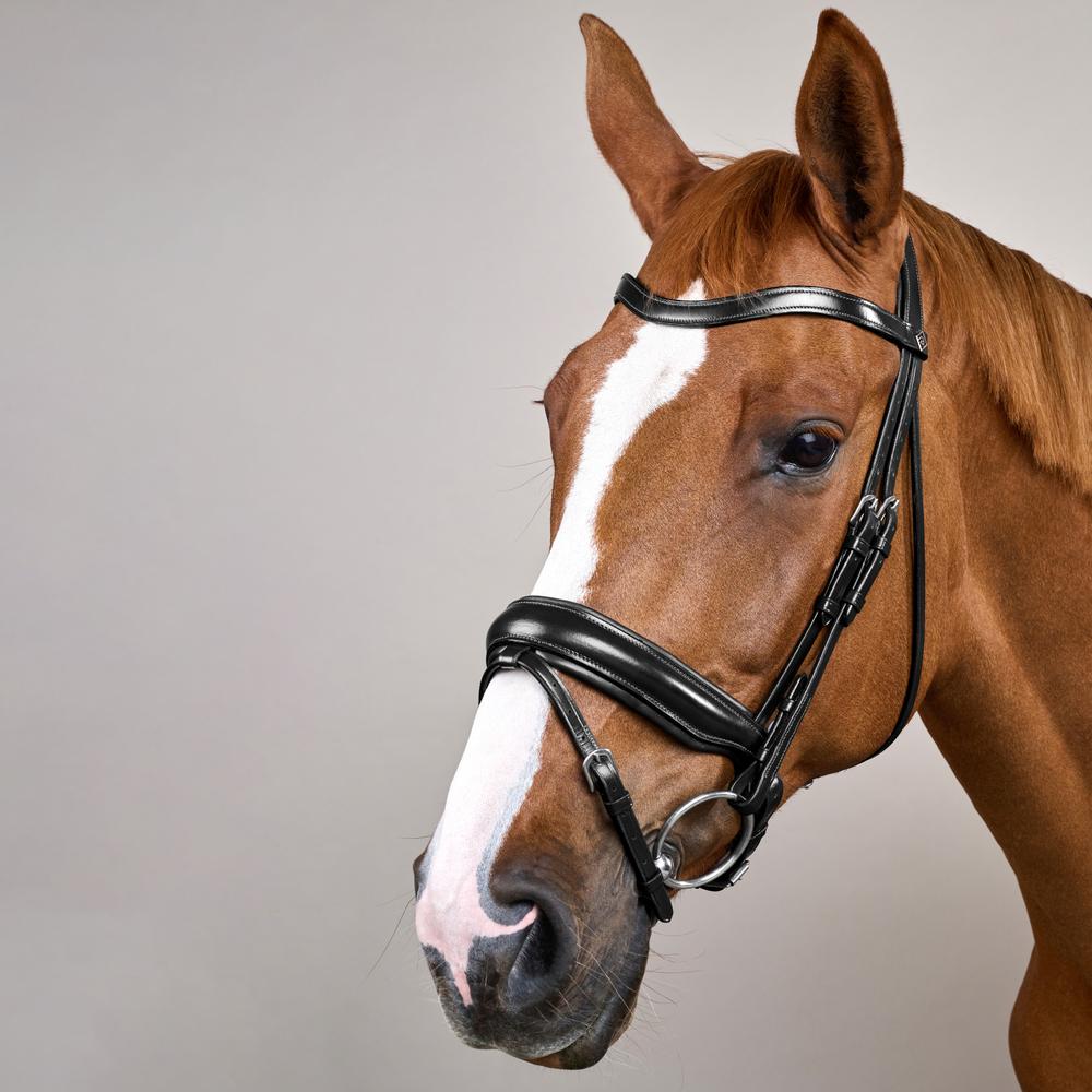 Trense mit breitem schwedischem Reithalfter WO