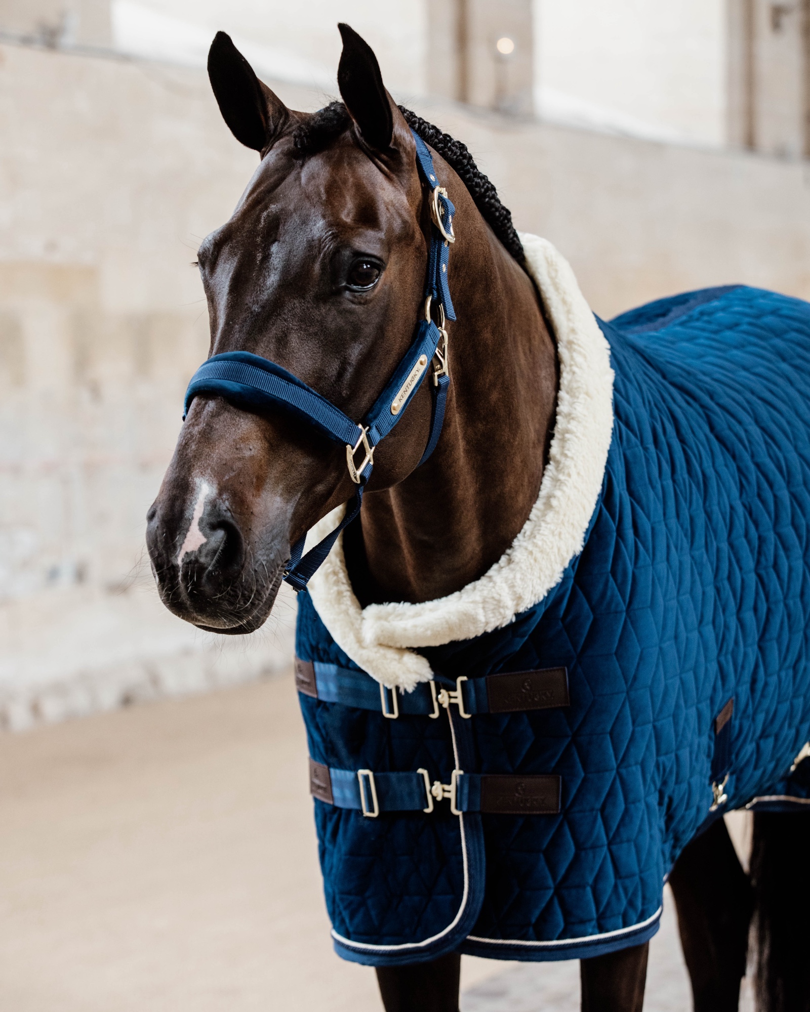 Show rug Show Rug Velvet 160g