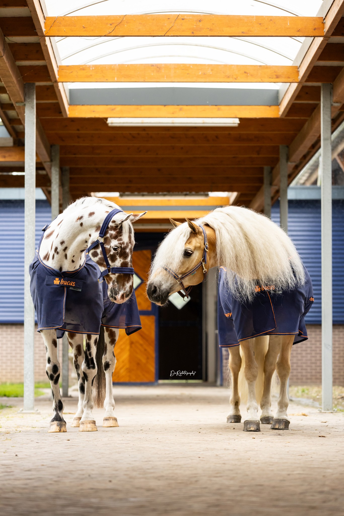 Abschwitzdecke Therapy Mesh Cooler in Navy/Orange