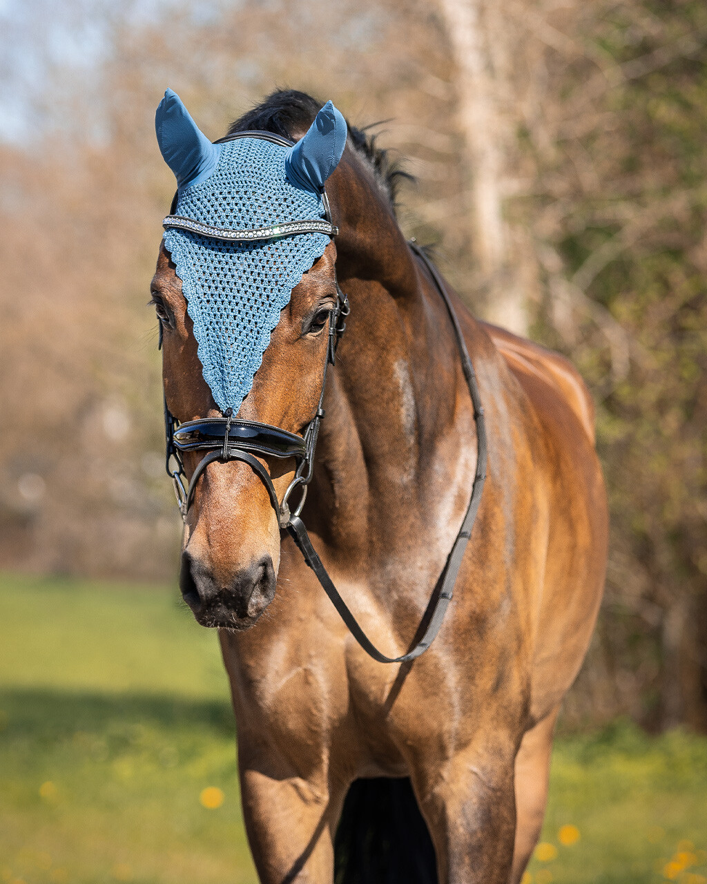 Fly ears Lungo