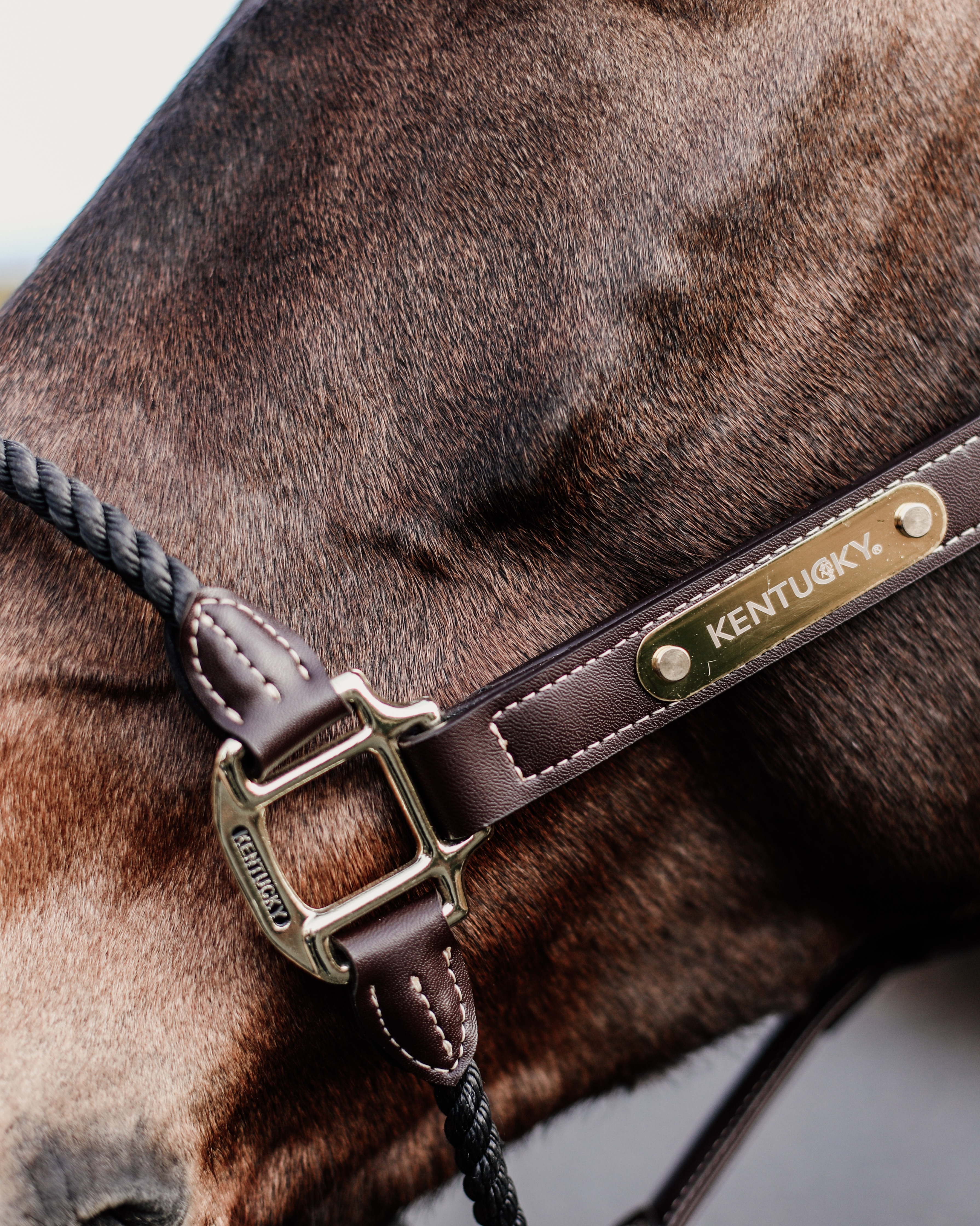 Rope leather halter