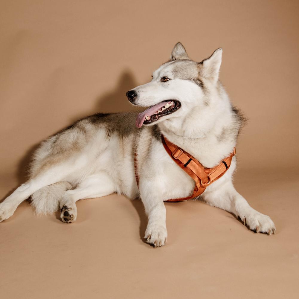 Harnais pour chien Aktiv Velvet