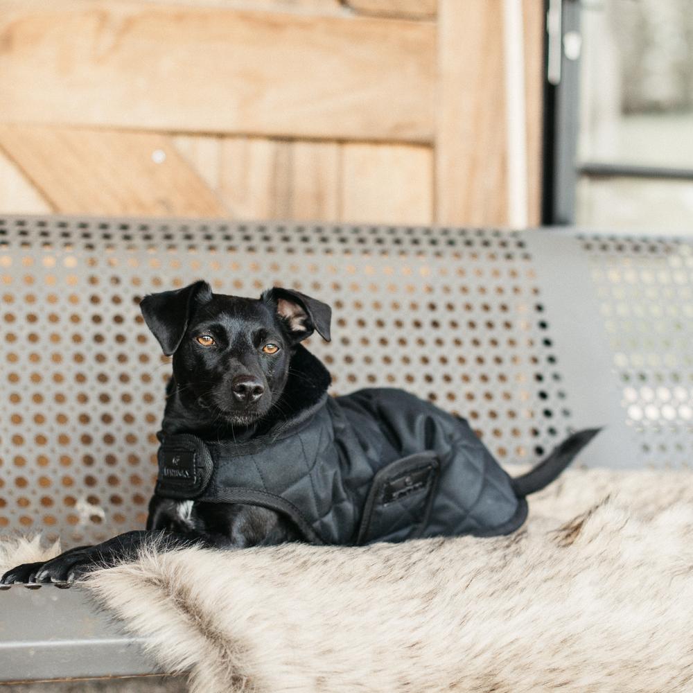 Manteau pour chien Original