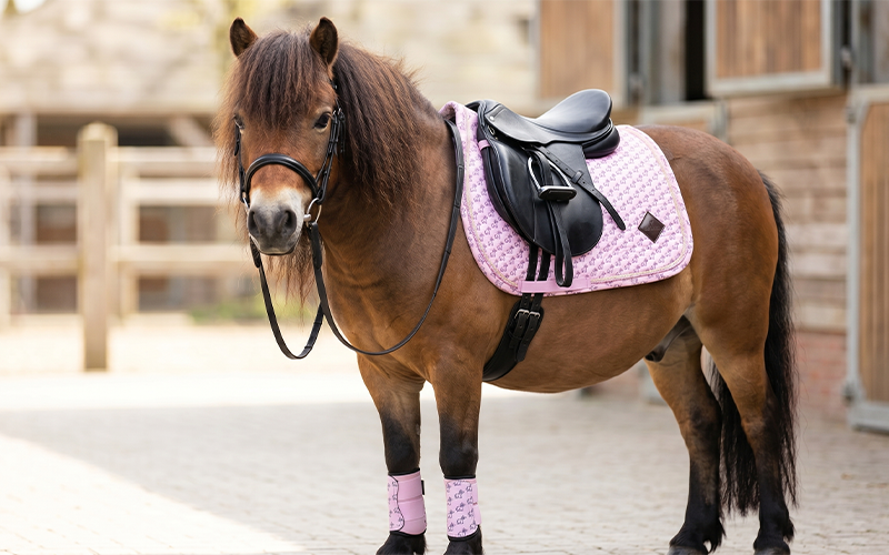 Shetty mit Kentucky Sammy Outfit
