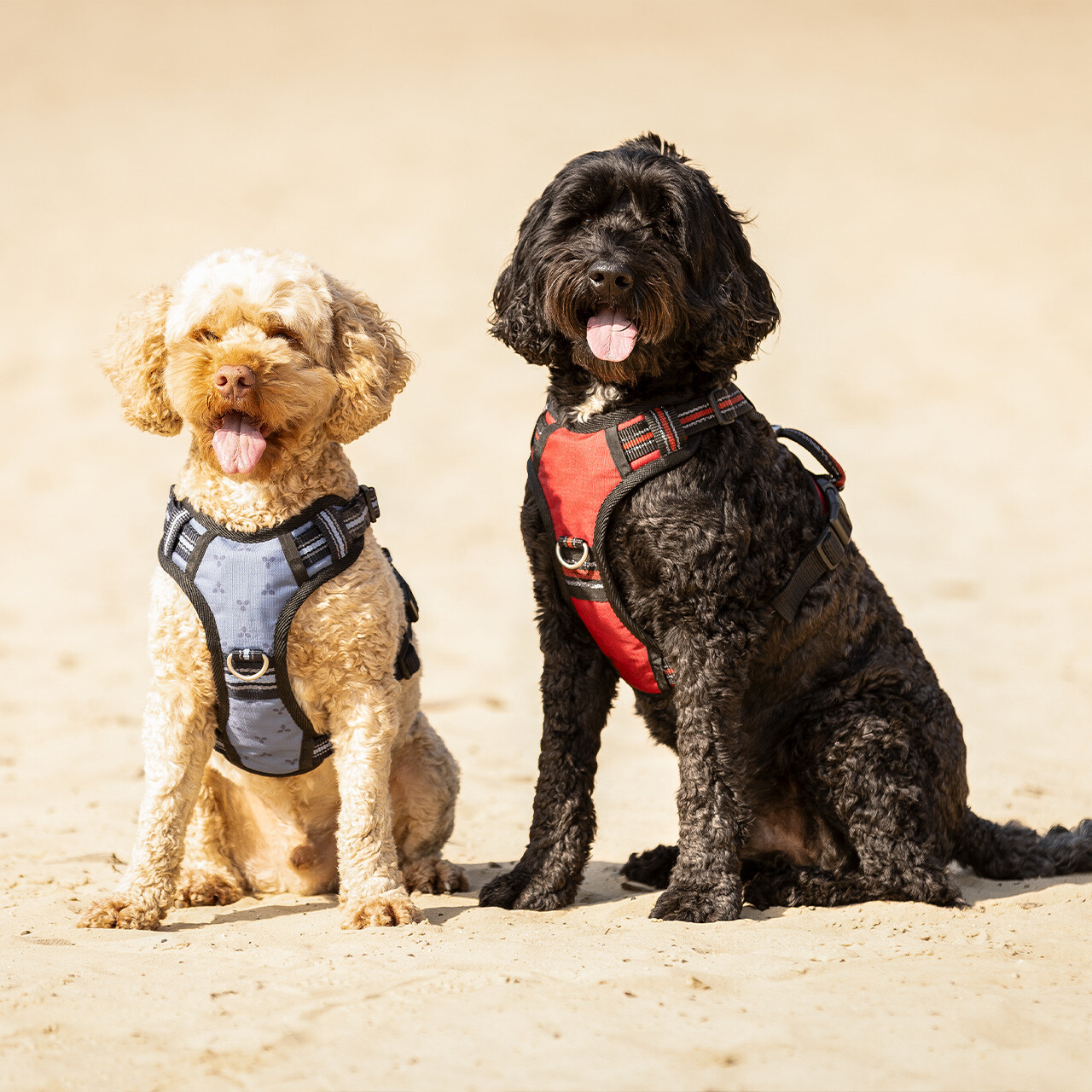 Hundegeschirr Collection