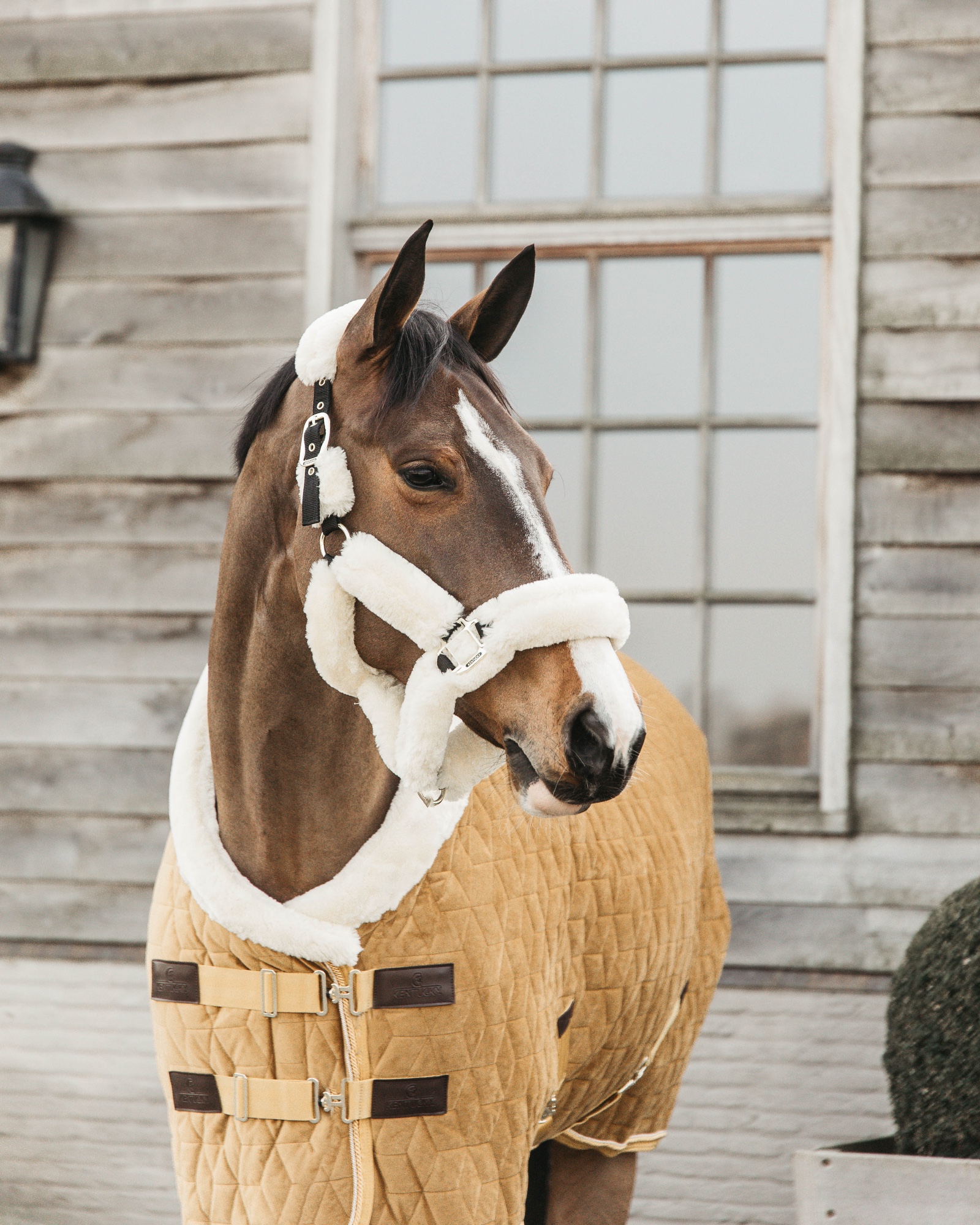 Show rug Show Rug Velvet 160g