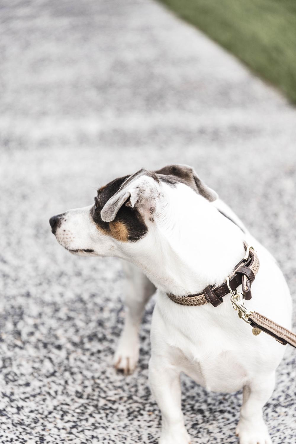 Hunde Leine Plaited Nylon 120 cm