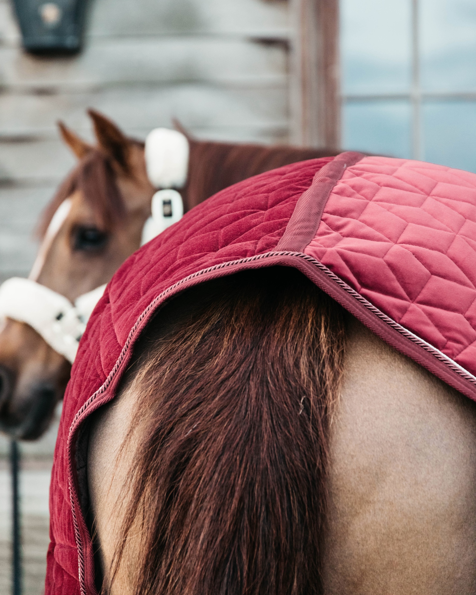 Show rug Show Rug Velvet 160g