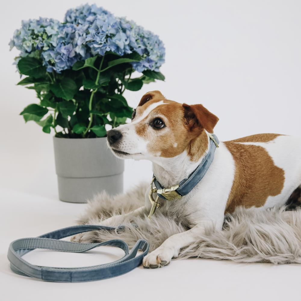 Hunde Halsband Velvet