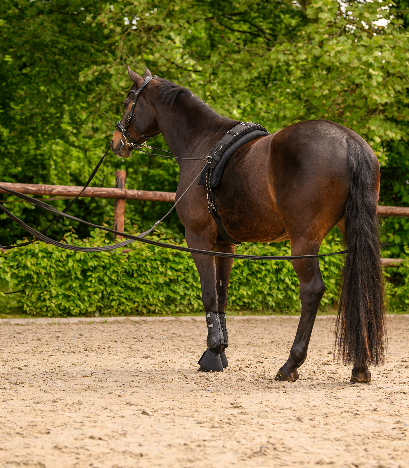 Doppellonge Classic Silver, schwarz