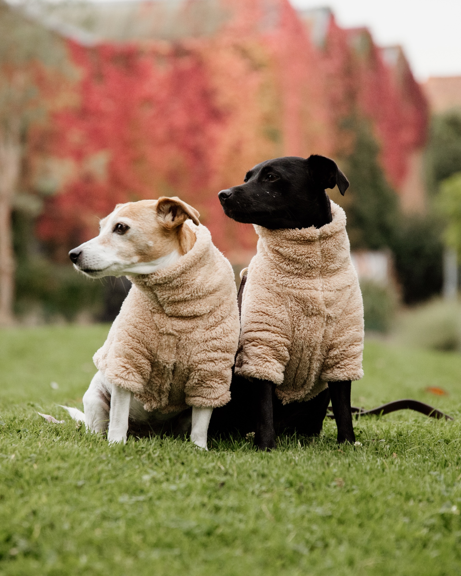 Teddy fleece dog jumper