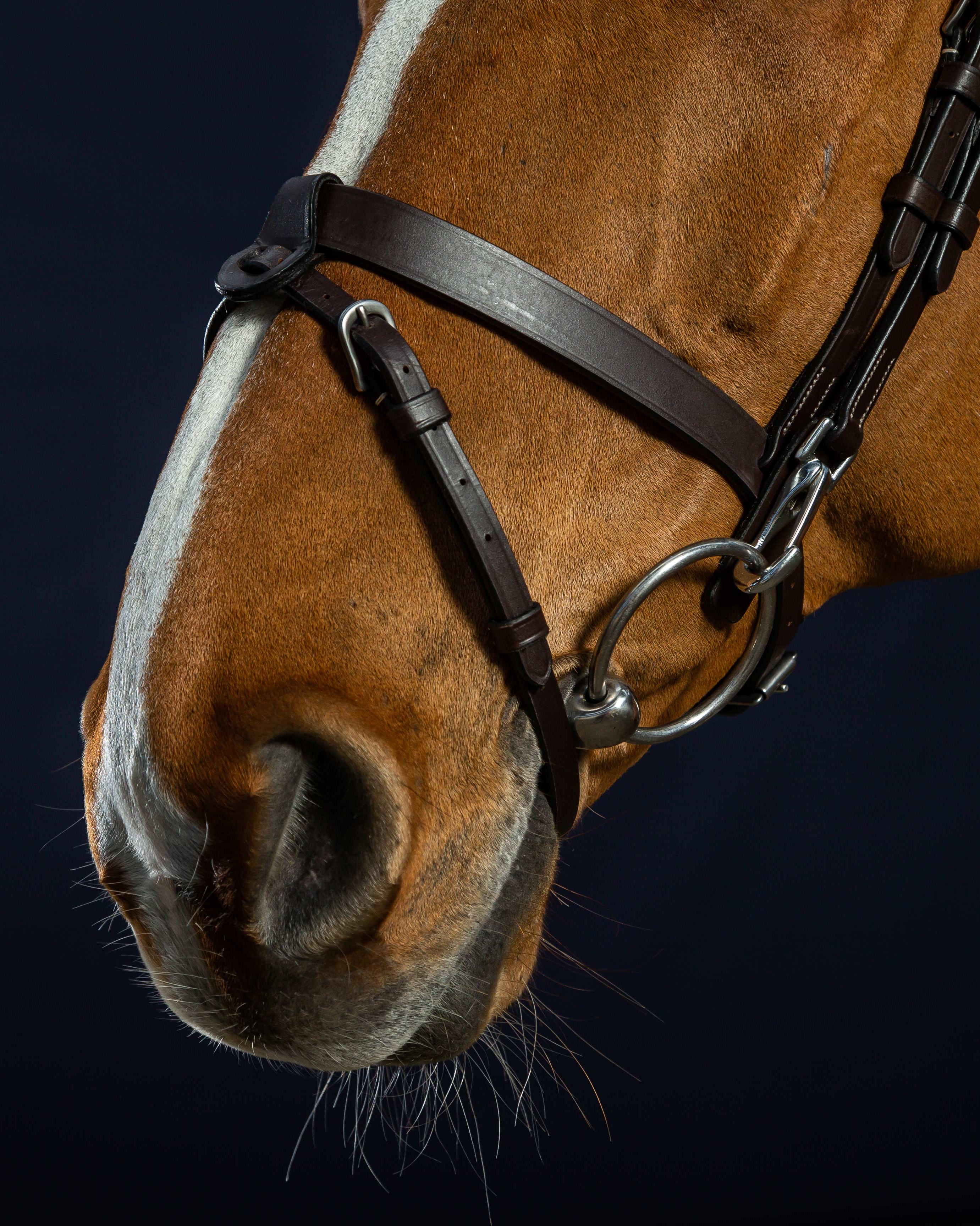Bridle made of flat leather with carabiners in black