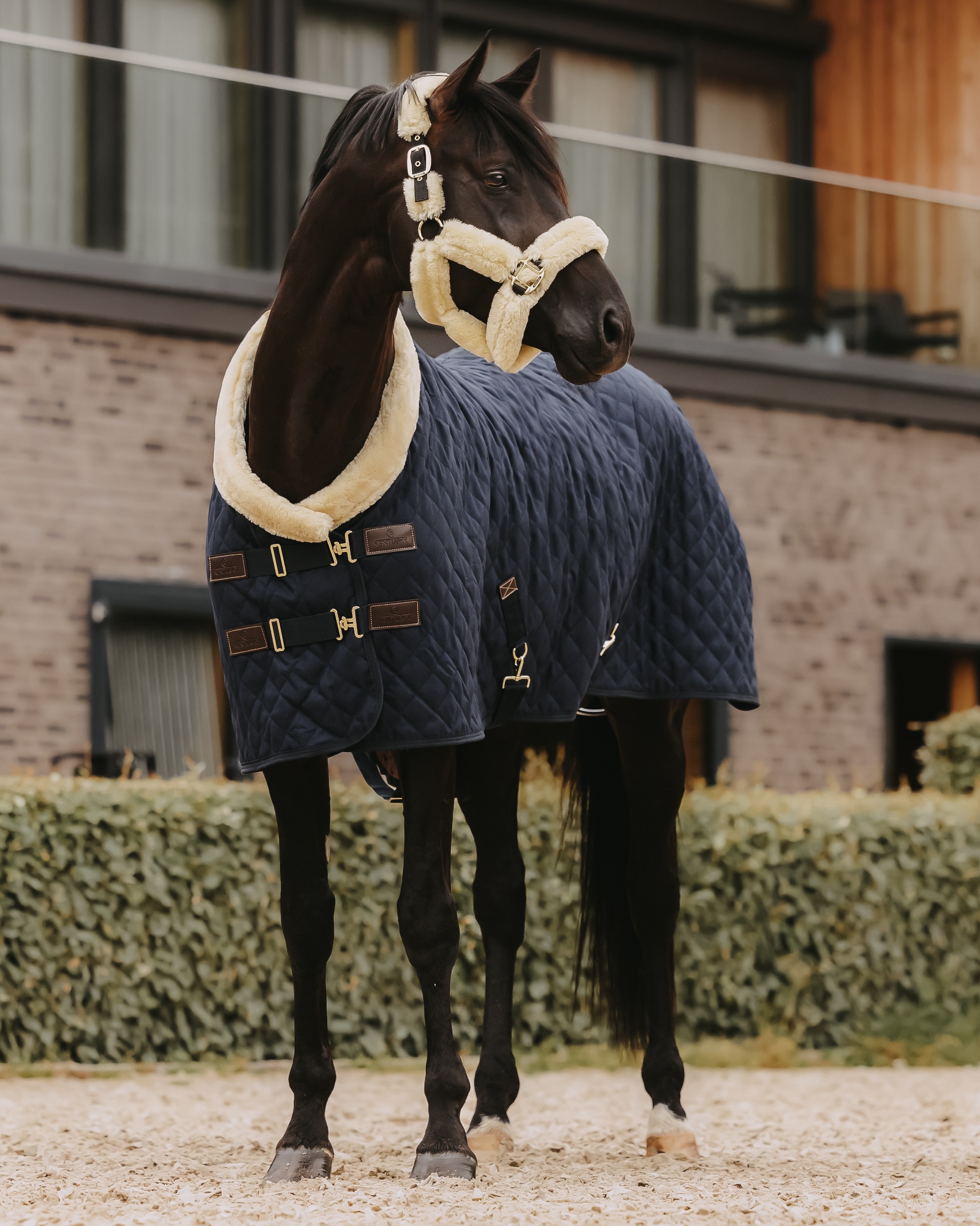 Show rug Show Rug 160g