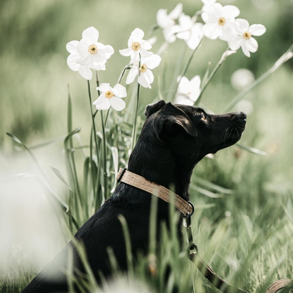 Hunde Halsband Eidechse | Kentucky Dogwear