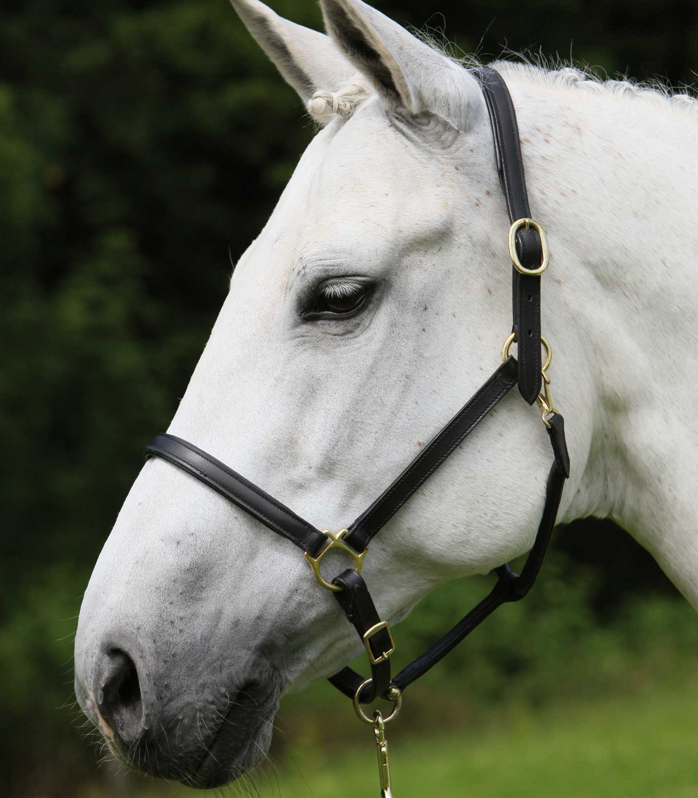 Robust leather halter