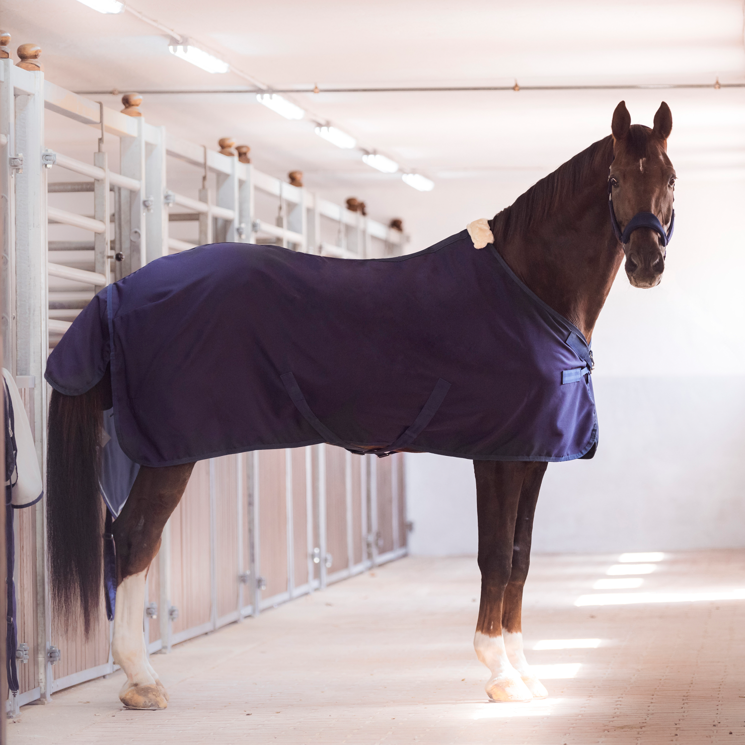 Sommerdecke Early Season