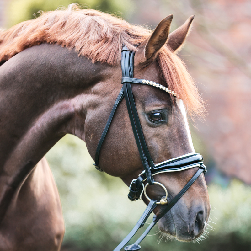 Bridle "Fortuna" swedish comb.