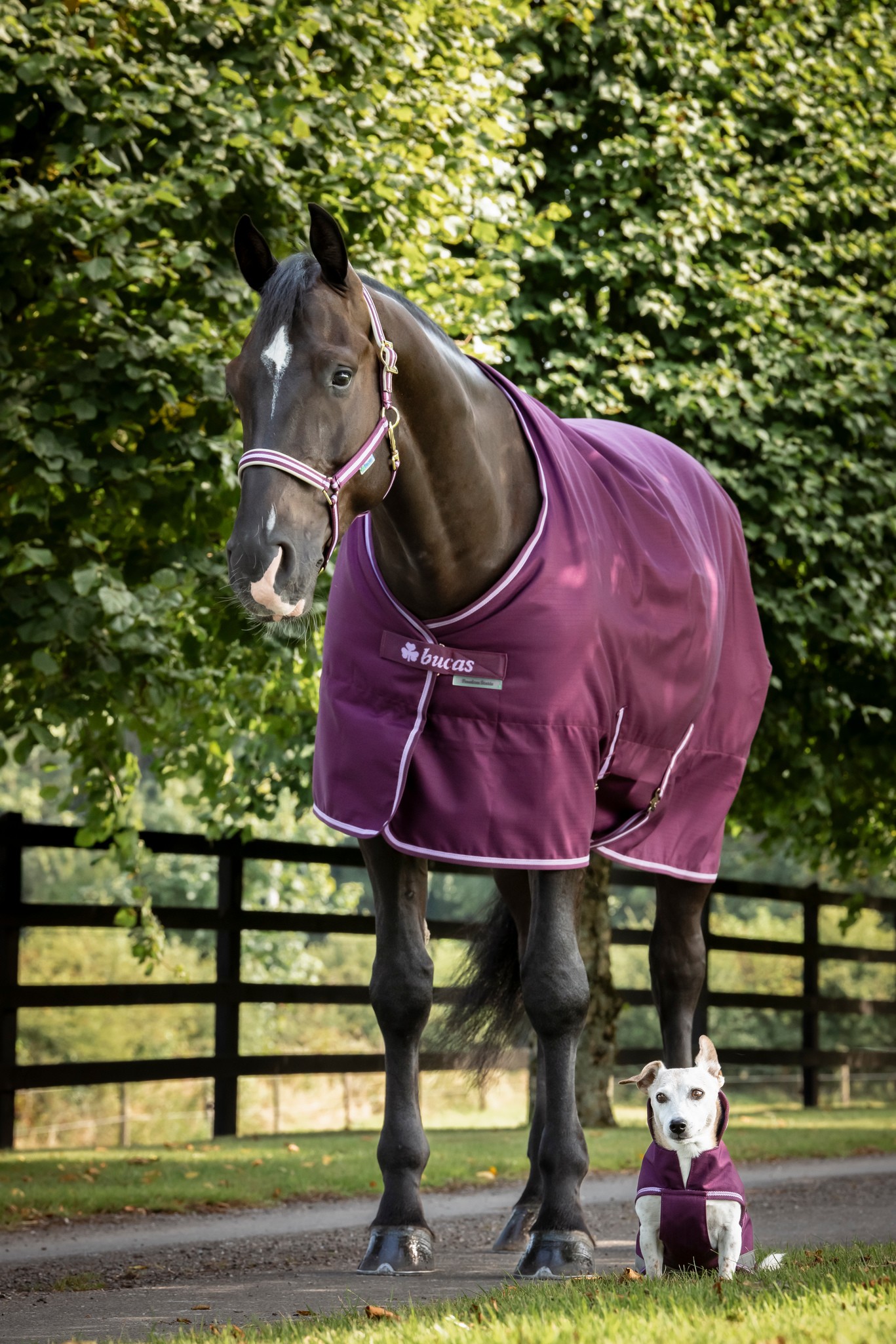 Stalldecke Freedom Stable 300 g in Blackberry