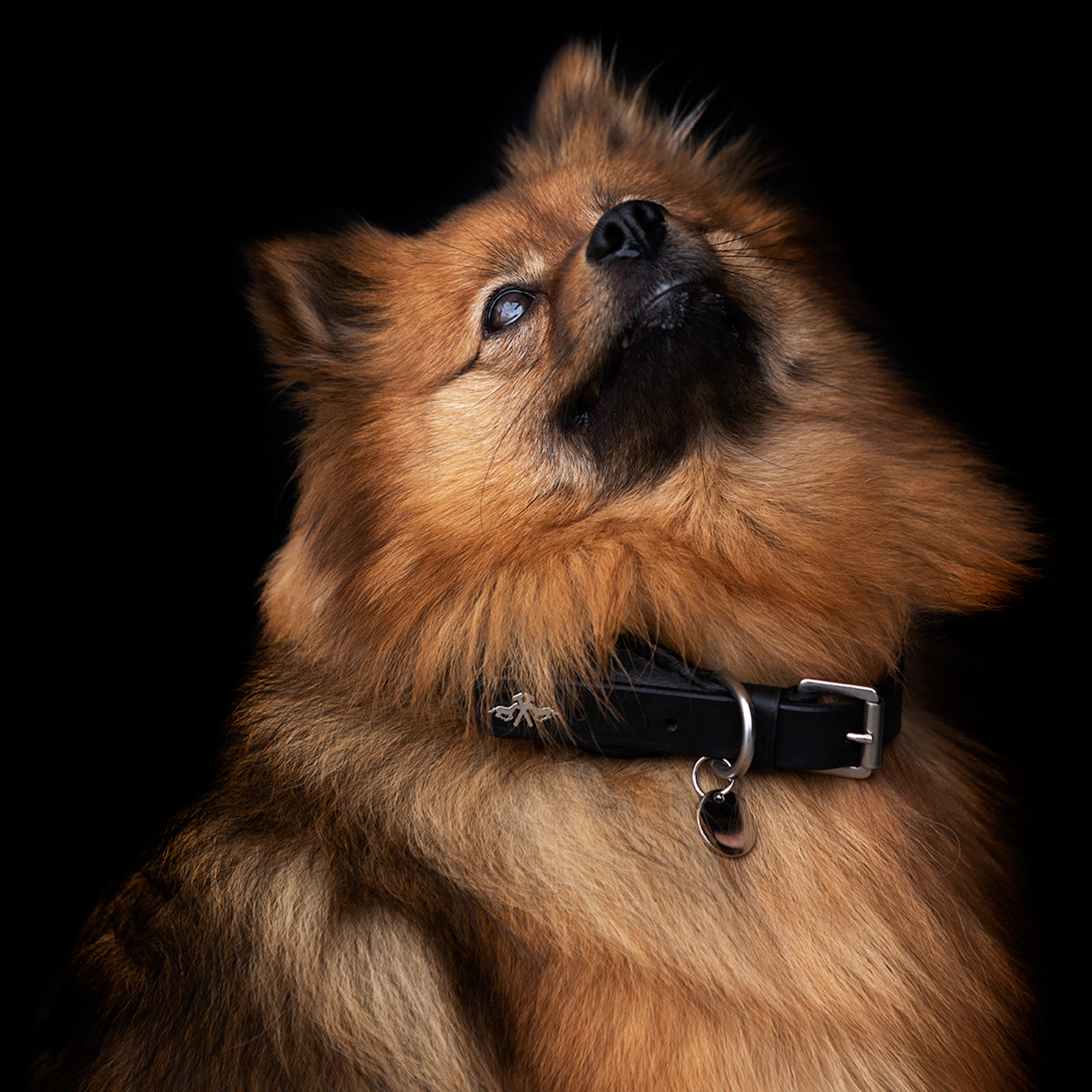 Hundehalsband Franka Rope