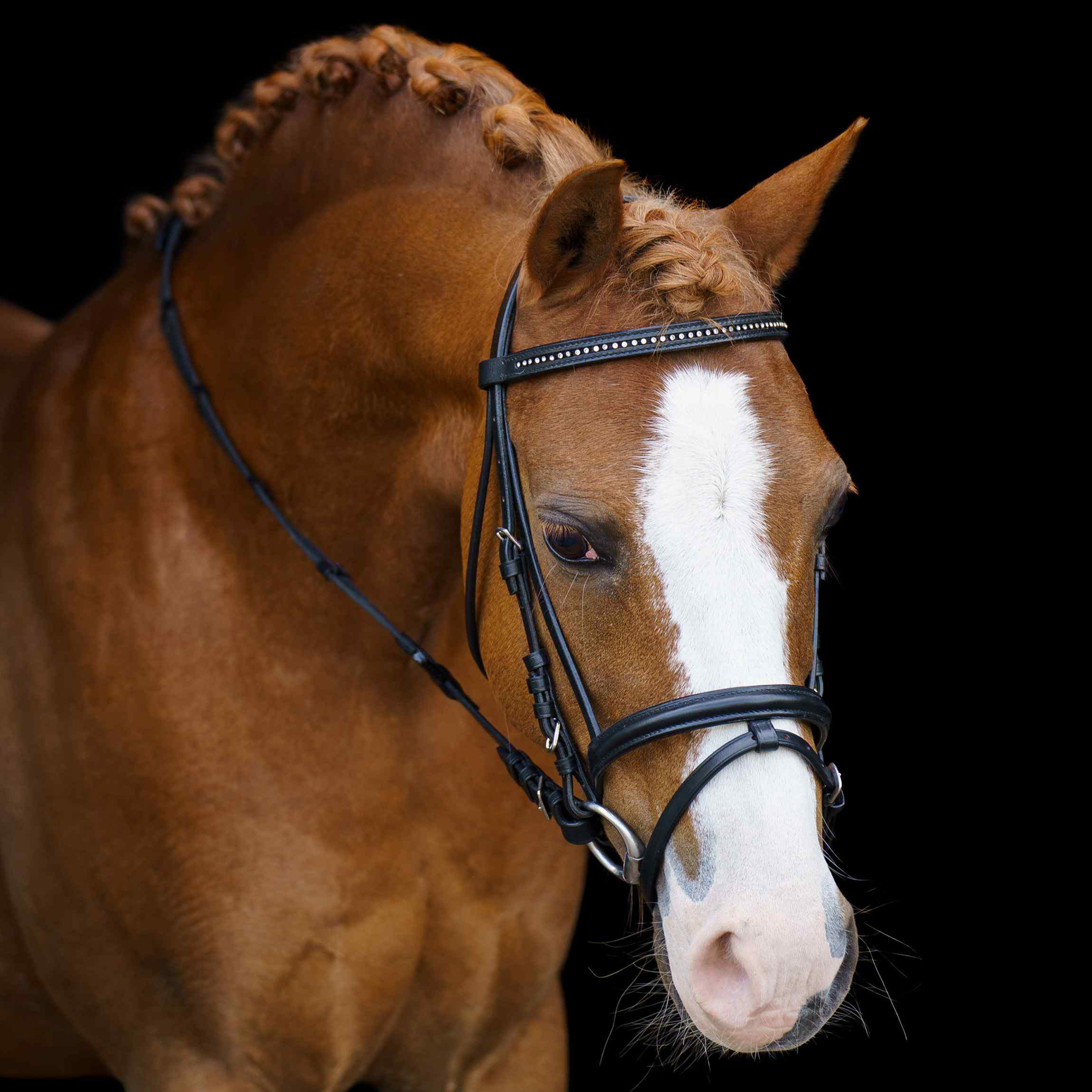 SHETTY Trense Stormy