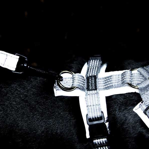 Active reflective dog harness