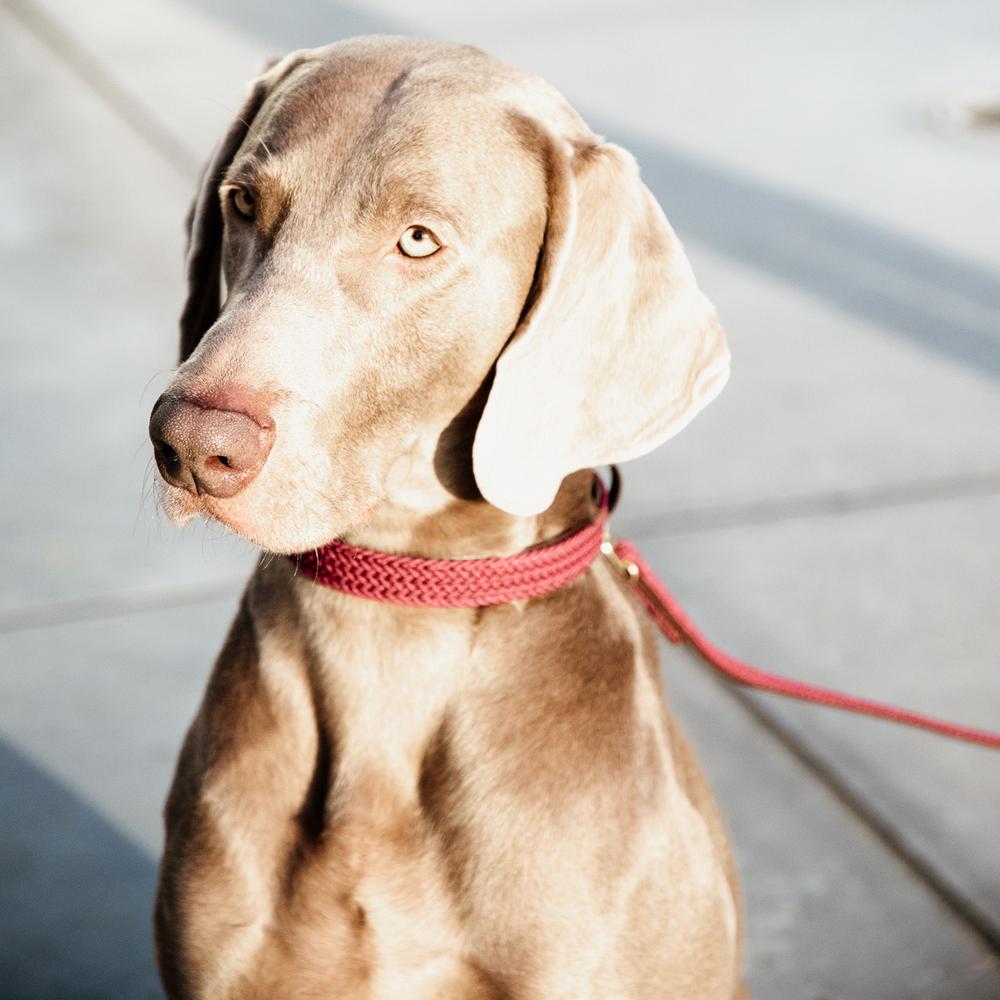 Hundehalsband Geflochten Nylon