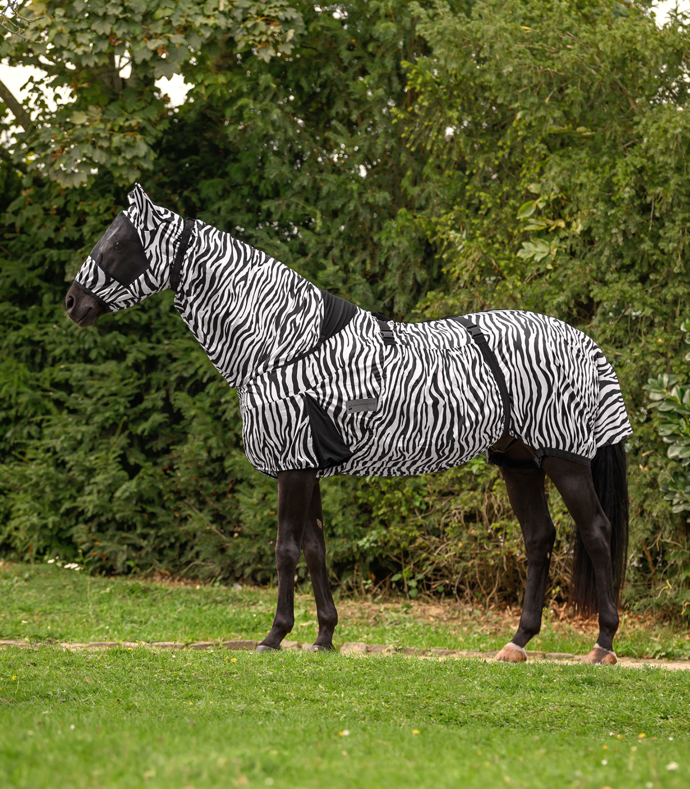 Ekzemdecke Zebra