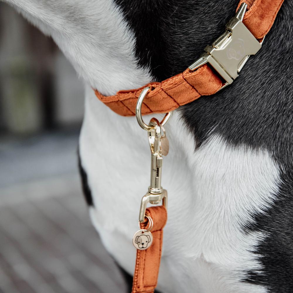 Collier de chien Velvet
