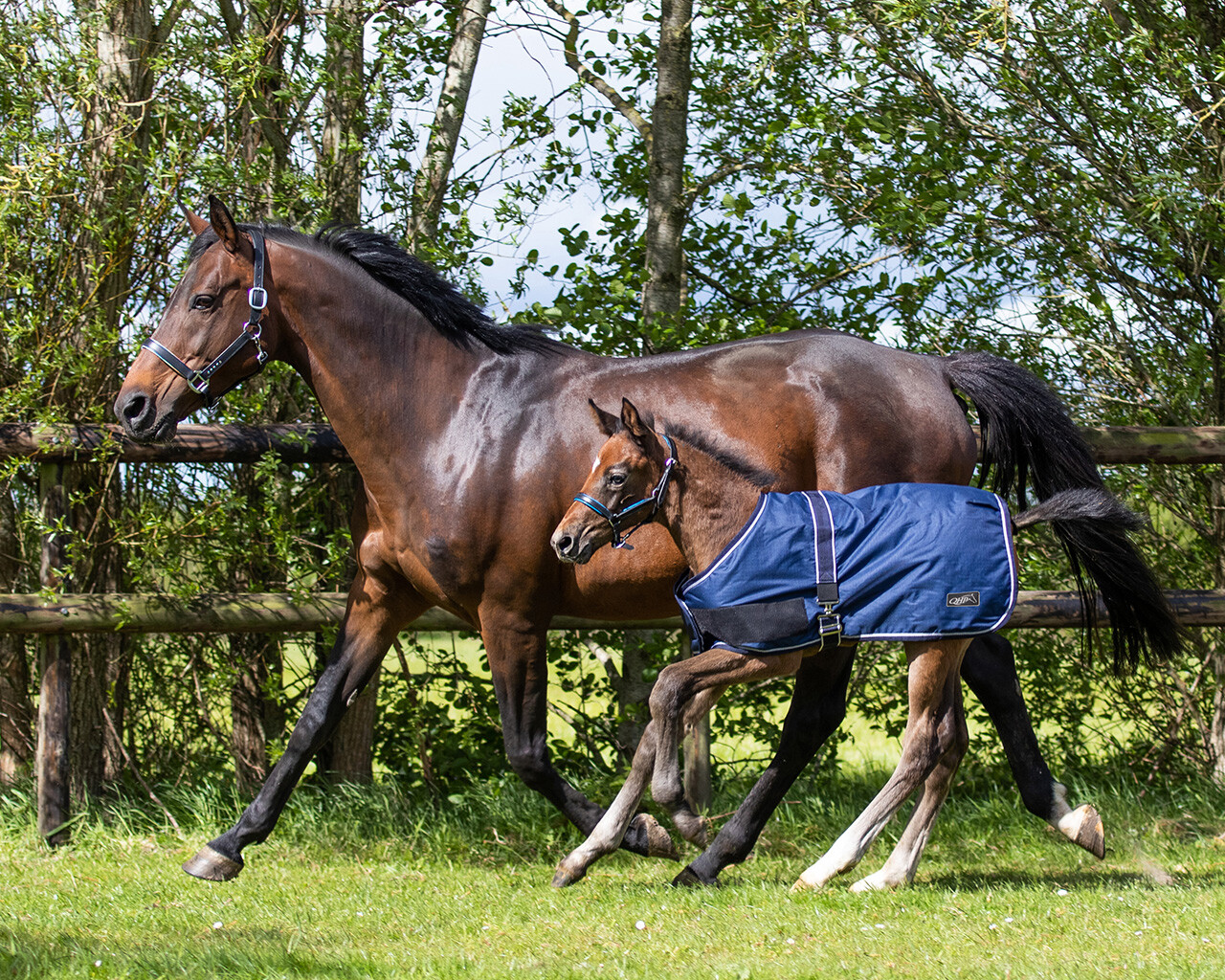 Outdoor Blanket Foal Turnout 100gr