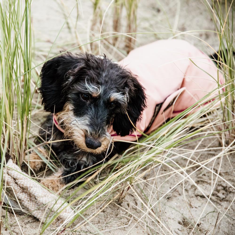 Manteau pour chien imperméable 160g