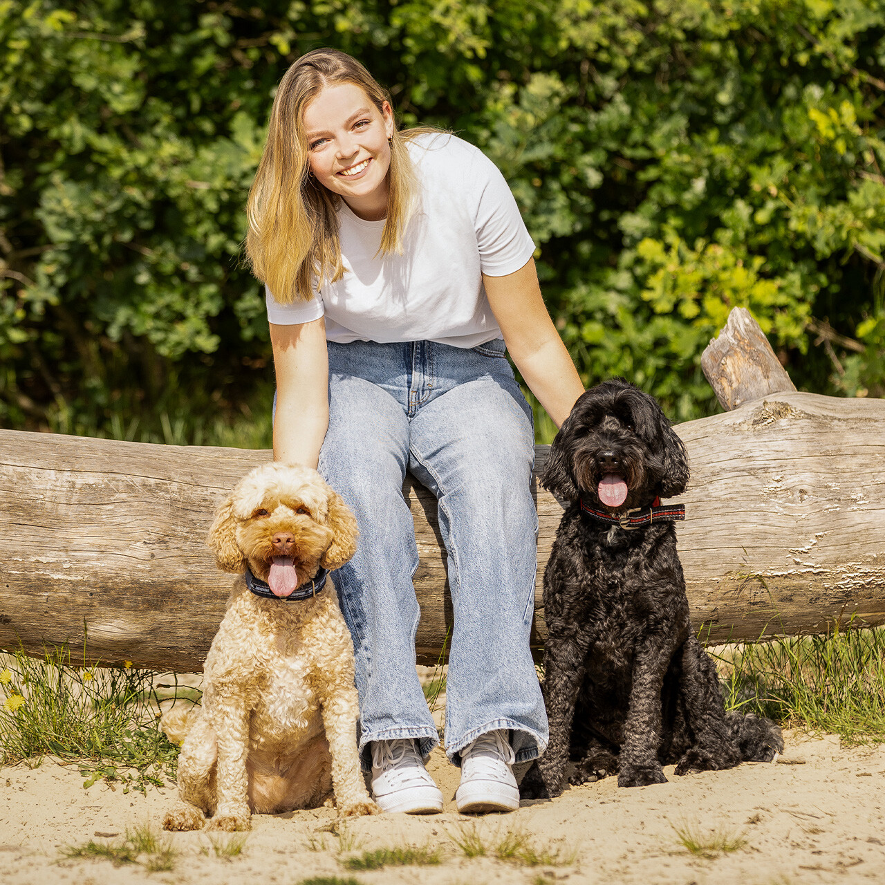 Hundehalsband Collection