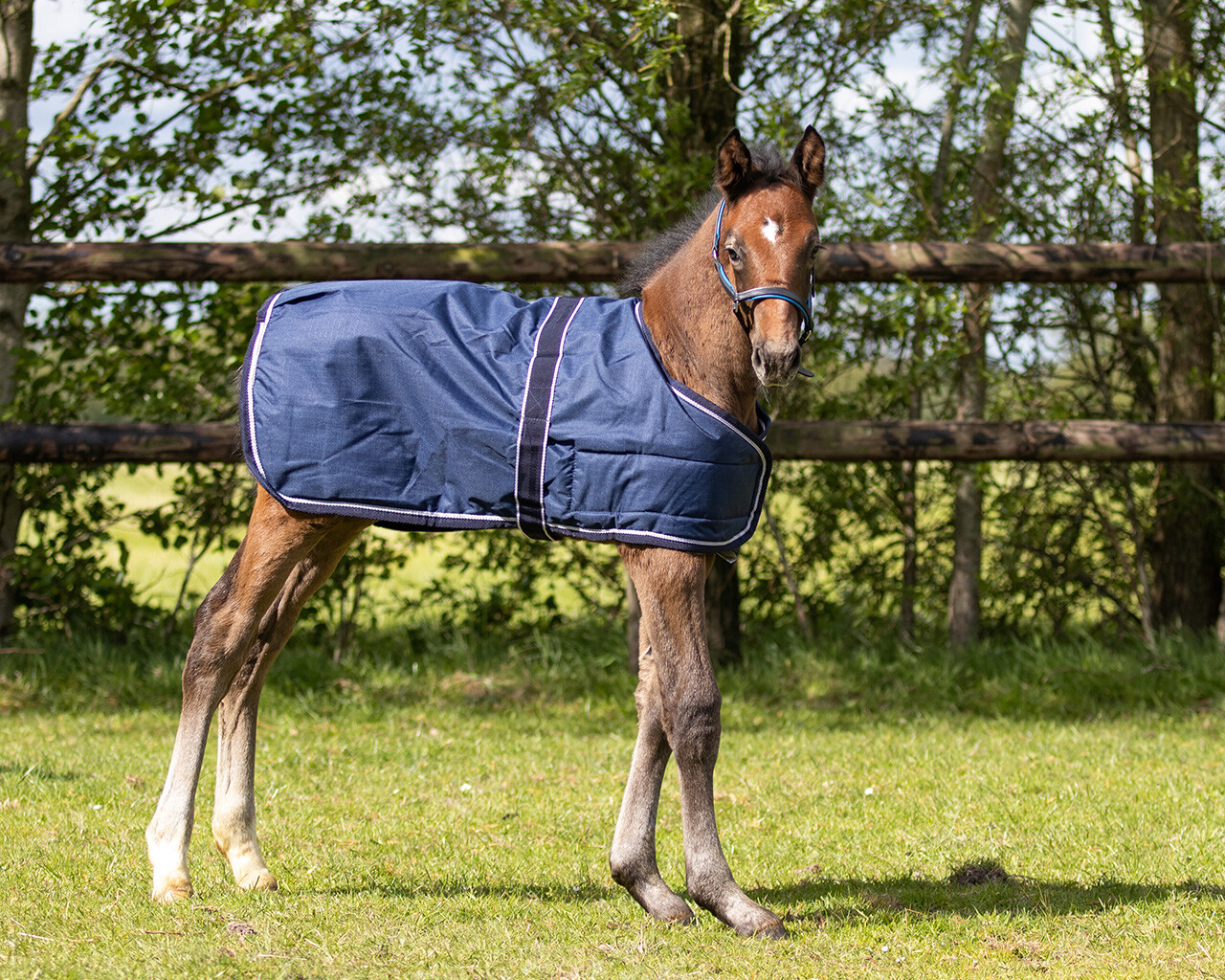 Outdoor Blanket Foal Turnout 100gr