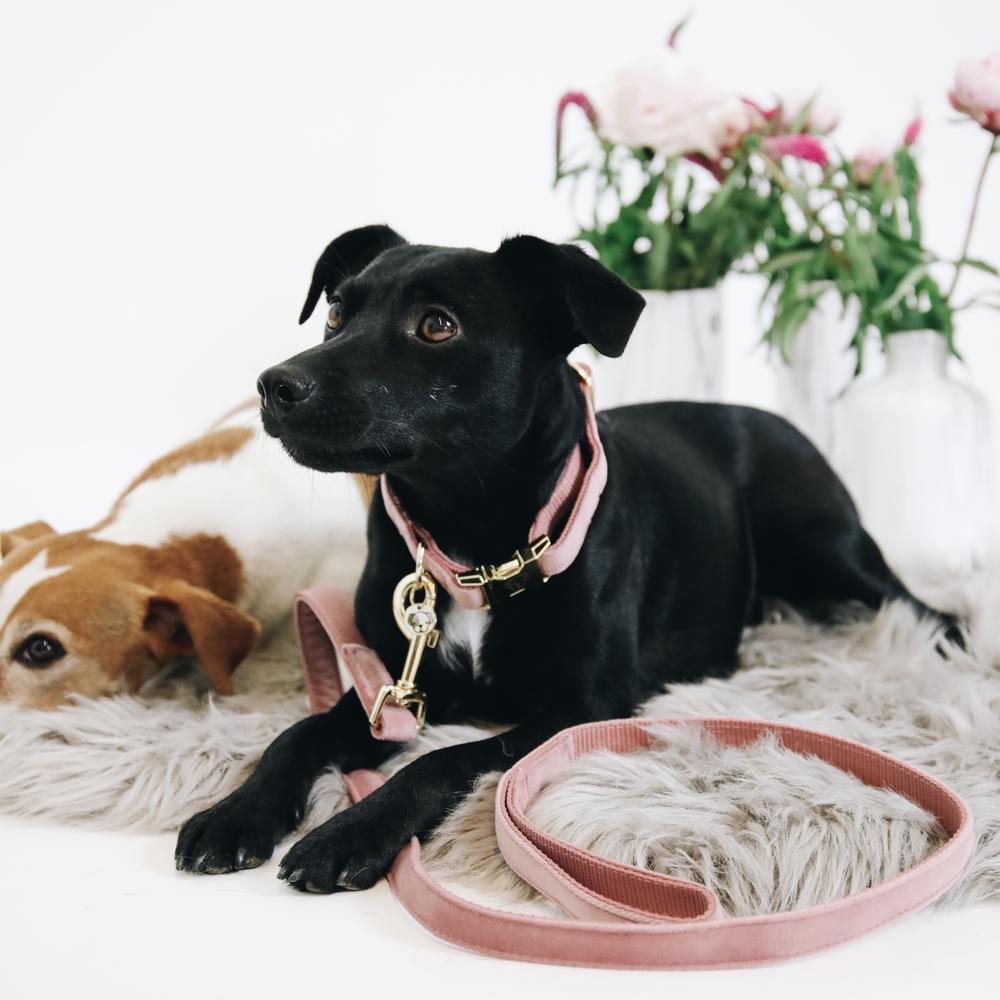 Dog lead Velvet 120 cm