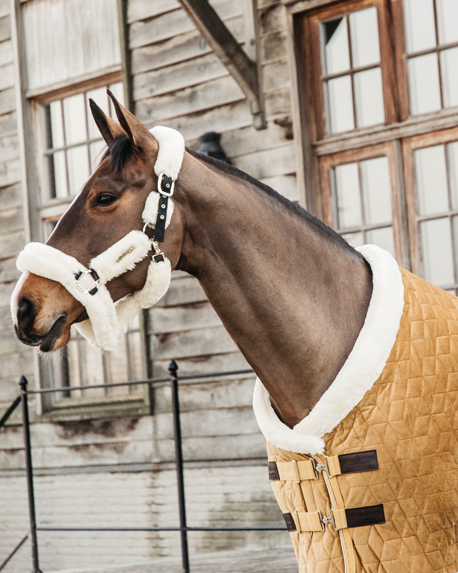 Show rug Show Rug Velvet 160g