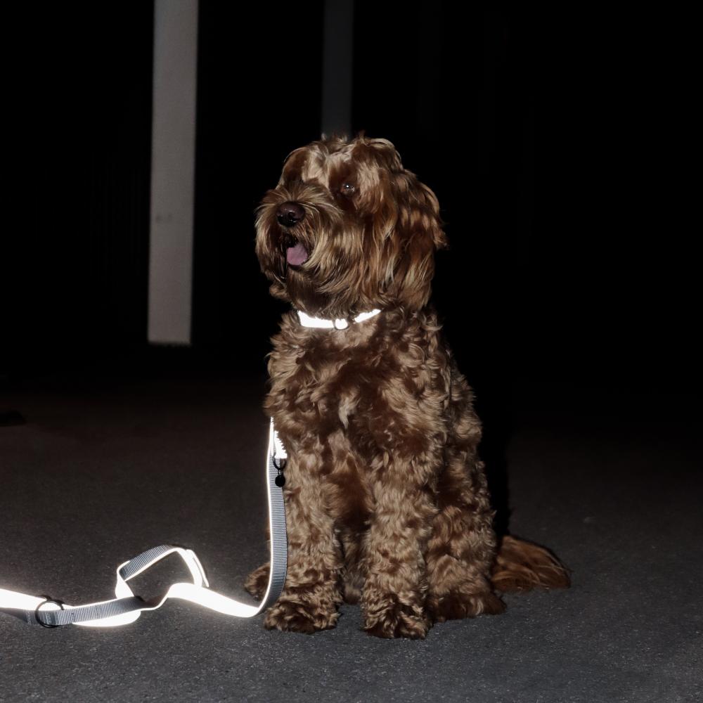 Hundehalsband Reflektierend